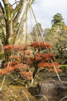Wigwam de poteaux et de cordes de bambou, appelé Yukitsuri, créant une protection contre la neige de petits rhododendrons coupés montrant la couleur des feuilles d'automne. 