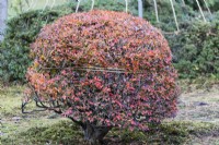 Arbuste coupé aux couleurs d'automne avec une corde nouée autour pour éviter l'effondrement dû aux chutes de neige. 
