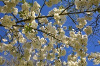 Branches à floraison luxuriante de Prunus serrulata 'Shirotae', syn. Prunus 'Mount Fuji', Prunus serrulata 'Kojima' avec des fleurs blanches pleines. Avril 
