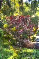 Prunus x cistena - Cerisier des sables à feuilles violettes, Prunus x cistena 'Crimson Dwarf', Prunus x cistena 'Purpurea' dans un jardin privé au début du printemps. Avril 