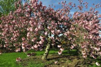 Prunus serrulata Kanzan - cerisier japonais - avec des fleurs roses intenses dans le parc. Avril 