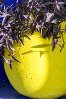 Tradescantia pallida dans un pot peint en jaune vif 