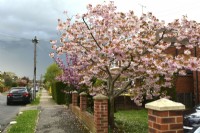 Prunus serrulata Kanzan avec des fleurs roses intenses dans le jardin de devant au début du printemps. Vue depuis la rue. Avril 