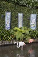 Flamants roses européens devant des plantes verdoyantes dans un étang peu profond, avec des panneaux muraux en carrelage antique dans un mur couvert de lierre. Jardins du Monte Palace, Madère. Août. Été 