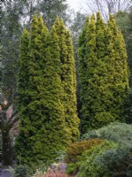 Taxus baccata 'Standishii', If anglais, février. 