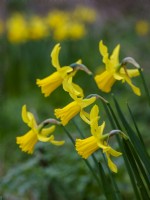 Narcissus obvallaris, la jonquille Tenby, mars. 