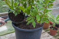 Rempoter un arbuste de camélia dans un grand pot 
