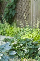 Plantes vivaces mixtes près d'une clôture ombragée. Hosta 'Blue Mouse Ears', Heuchera 'Lime Rickey' et Viola odorata. Juin. 