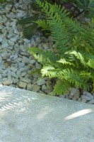 Polypodium vulgare. Détail d'une fougère à feuilles persistantes plantée à côté d'un pavage calcaire avec des gravillons calcaires recouvrant la surface du sol. Juin 