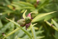 Tête de graine de Paeonia veitchii 