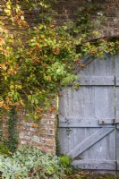 Vieilles portes en bois dans un jardin clos encadré par Rosa la généreuse jardinière = 'Ausdrawn', avec de grosses hanches orange en octobre 