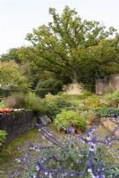 Petit jardin à la française avec buis et ifs taillés, un groupe de pots en argile plantés de géraniums parfumés et un vieux chêne en toile de fond en octobre 