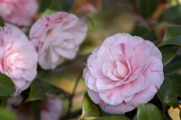 Camellia japonica 'Clotilde' syn. 'Principessa Clotilde', 'Princesse Clotilde'.Parco delle Camelie, Camellia Park, Locarno, Suisse 