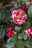 Camellia japonica 'Fashionata Variegated'.Parco delle Camelie, Camellia Park, Locarno, Suisse 