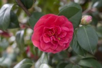 Camellia japonica 'Satanella'.Parco delle Camelie, Parc Camellia, Locarno, Suisse 