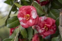 Camellia japonica 'Latifolia'.Parco delle Camelie, Parc Camellia, Locarno, Suisse 