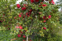 Camellia japonica 'Guilio Nuccio'.Parco delle Camelie, Parc Camellia, Locarno, Suisse 