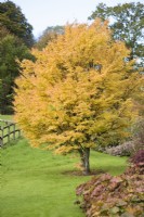 Acer palmatum 'Sango-kaku' en octobre 
