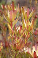 Leucadendron salignum - safari coucher de soleil protea ou buisson de cônes - juillet 