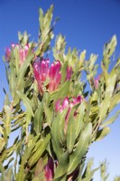 Protea compacta - Protea de la rivière Bot - juillet 