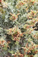 Salvia africana-lutea, Sauge brune, Salvia de plage, Salvia des dunes, Salvia dorée - octobre 