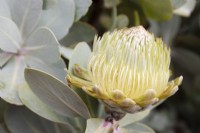 Protea nitida - Arbre des wagonniers - Juillet 