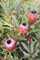 Protea Pinita - longifolia x magnifica - juillet 