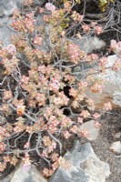 Crassula rupestris - Plante Concertina - Octobre 