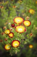 Drosanthemum bicolor - Plante de rosée - Septembre 