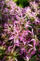 Azalée à feuilles persistantes stenopetalum 'Linearifolium', Azalée araignée avec de longues feuilles inhabituelles en forme de lance, en forme de sangle et des fleurs, qui fleurissent rose-lilas d'avril à mai. 