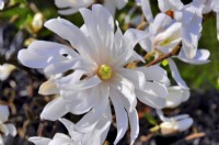 Magnolia loebneri nain no1, avril 