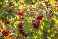 Viburnum opulus 'Compactum' - Rosier de Gueldre compact 