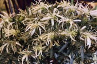 Rhododendron simsii 'Hekla', azalée à feuilles persistantes, azalée araignée, azalée indienne avec de longues feuilles inhabituelles en forme de lance étroite en forme de sangle et des fleurs blanches en pot. Floraison au printemps - avril à mai.  