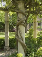 Branches de glycine enroulées autour d'un pilier en pierre 