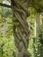 Branches de glycine enroulées autour d'un pilier en pierre 