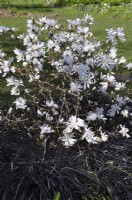 Magnolia loebneri Nain no1 entouré d'Ophiopogon planiscapus Niger, avril 
