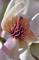 Magnolia campbellii grap Tulipier rose, magnolia Campbellii, grandes fleurs attrayantes légèrement parfumées et fleurissant de la fin de l'hiver au milieu du printemps. Avril 