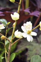 Fleurs blanc crème de Magnolia laevifolia Minnie Mouse, Michelia yunnanensis. Avril 