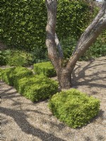 Carrés de buis coupés avec Catalpa dans un jardin moderne et formel 