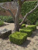 Carrés de buis coupés avec Catalpa dans un jardin moderne et formel 