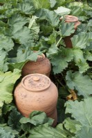 Pots à forcer en argile parmi la rhubarbe - juin 