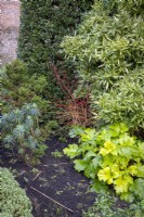 Parterre de fleurs comprenant Cornus sanguinea 'Anny's Winter Orange', Acanthus mollis 'Hollard's Gold' et Aucuba japonica 'February Star' 