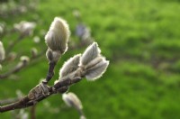 Bourgeons non fleuris, chatons de Magnolia loebneri Dwarf no1. Janvier 
