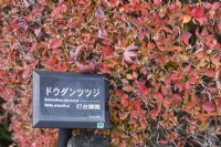 Arbuste d'Enkianthus perulatus aux couleurs automnales avec étiquette végétale en japonais et en anglais. 