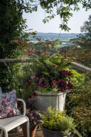 Pétunias, Fougères, Fuchsia et Heucheras en pot d'été 