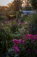 En fin d'après-midi, lumière sur les commandes informelles estivales remplies de fleurs vivaces roses, violettes et bleues. 