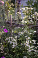 Tanacetum parthenium, grande camomille dans un parterre d'été débordant 