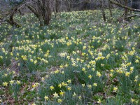 Narcissus pseudonarcissus, jonquilles sauvages dans les bois. Mars 