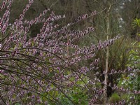 Salix gracilistyla 'Mount Aso' - chatons poilus de saule hiver février 