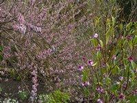 Salix gracilistyla 'Mount Aso' - chatons poilus de saule et Daphné bhuola en fleur hiver février 